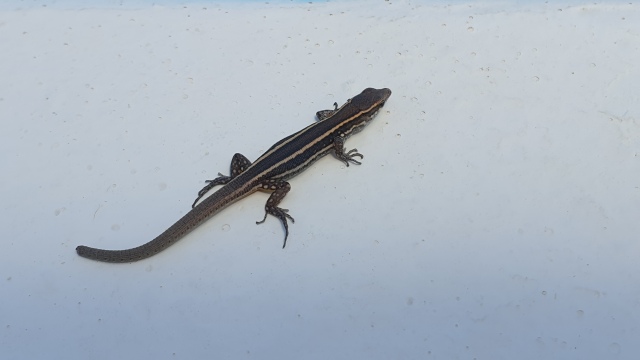 ../images/fotoalbum/lanzarote21/2021-06-22 15.18.58